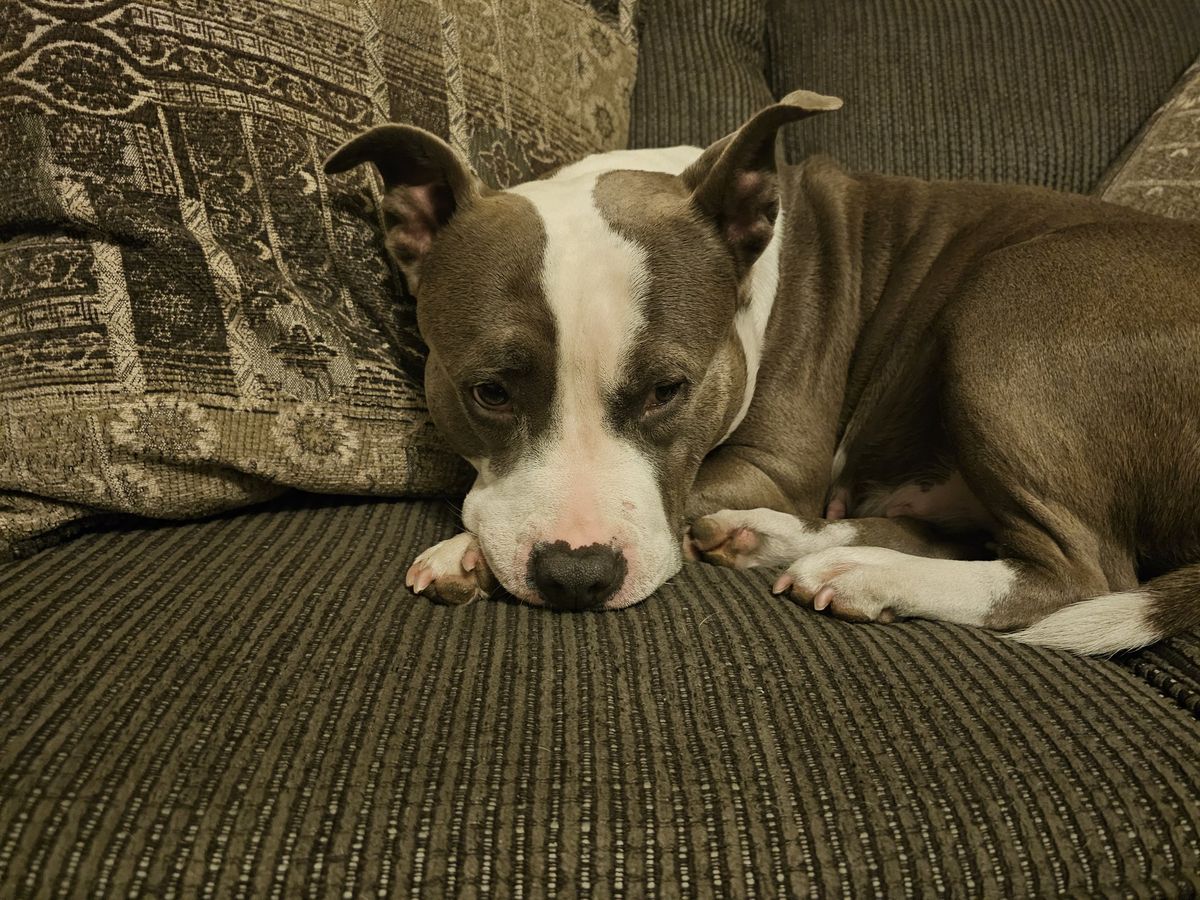 Lucy at home